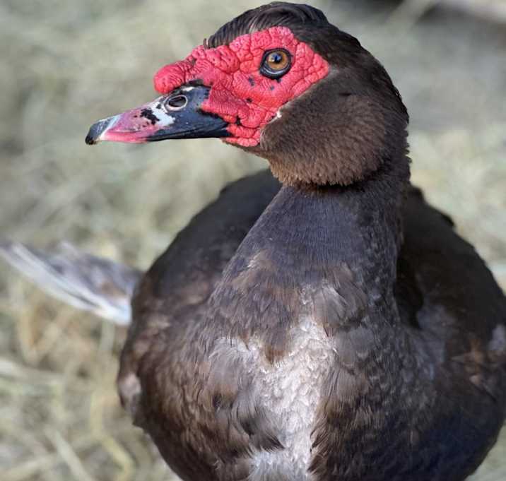 Photo of TURDUCKEN
