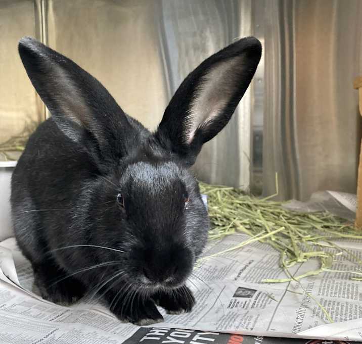 Photo of Neo