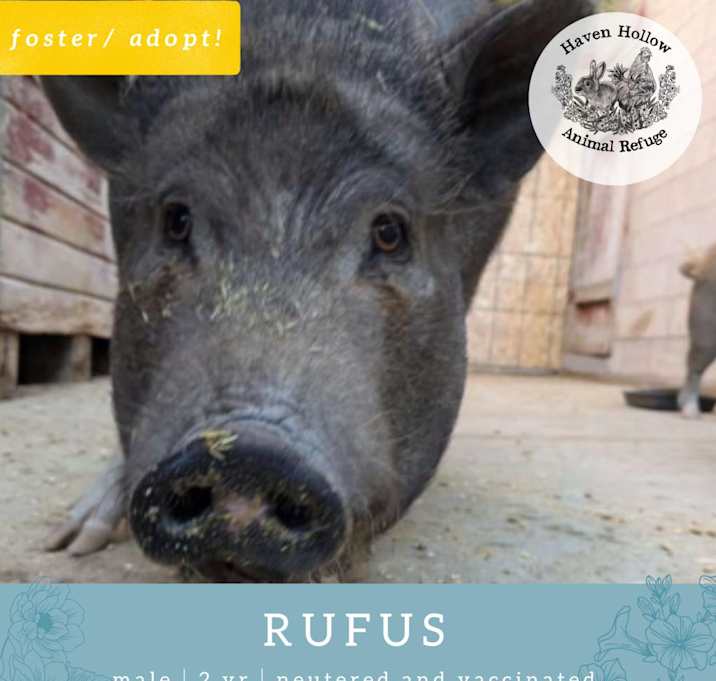 Photo of Rufus