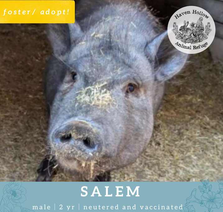 Photo of Salem
