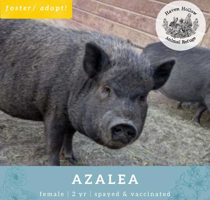 Photo of Azelea