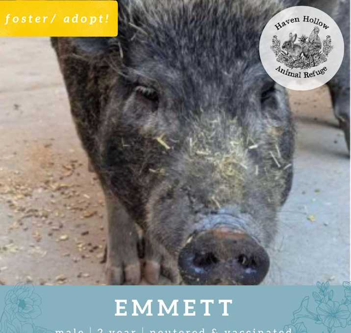 Photo of Emmett