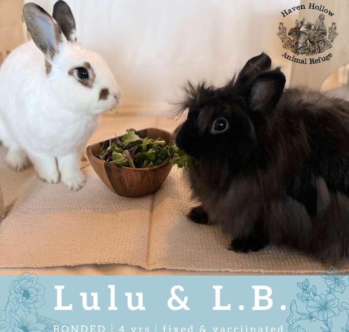 Photo of L.B. (Bonded to Lulu)