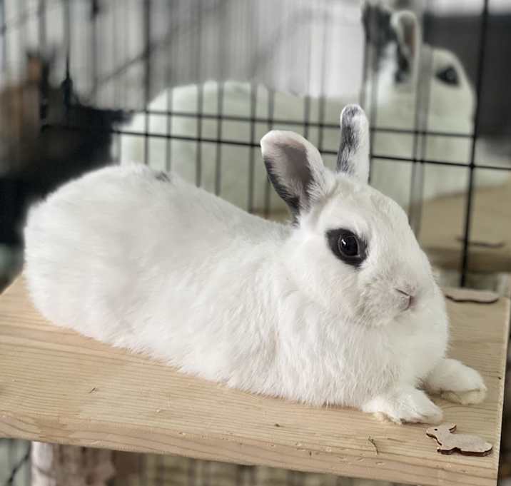 Photo of Shadow
