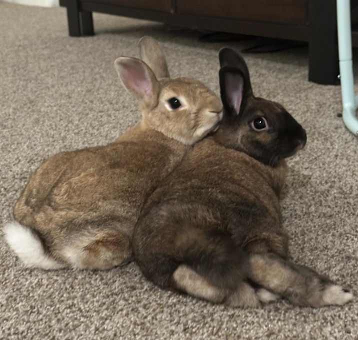 Photo of Walnut and Pecan