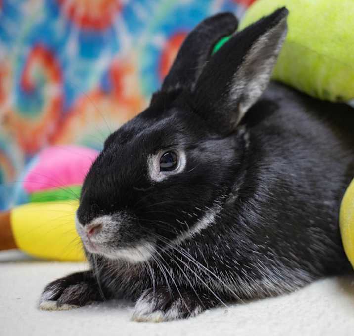 Photo of Mister