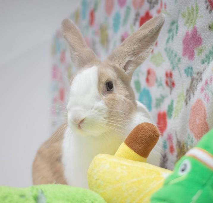 Photo of Mallo