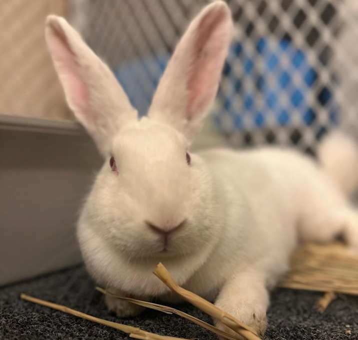 Photo of Sugar
