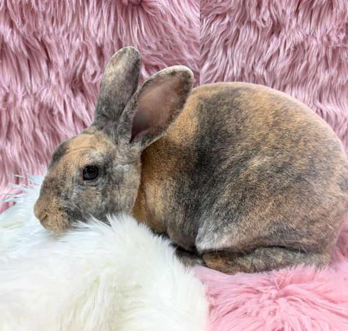 Photo of Azalea