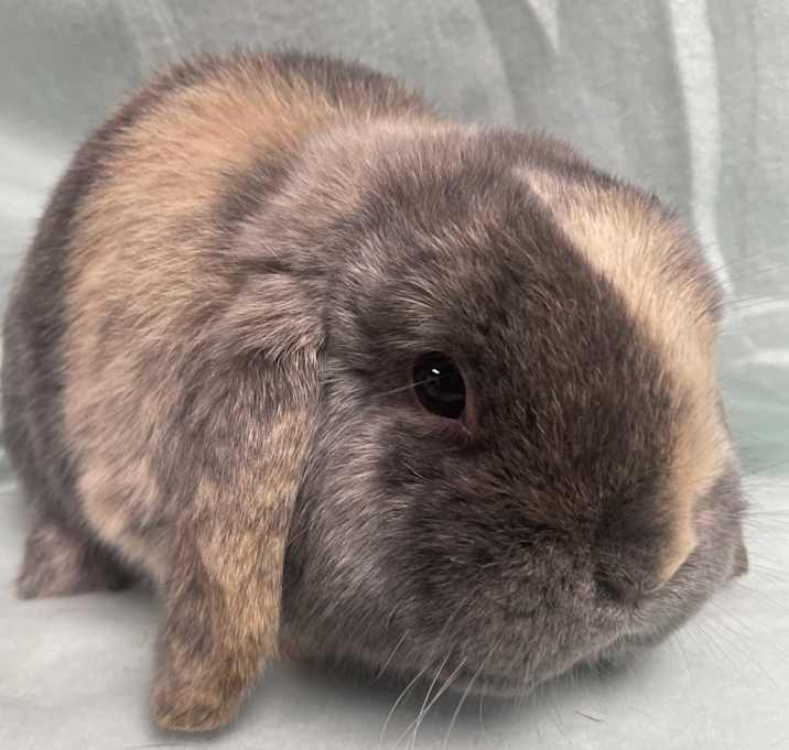 Photo of Jango