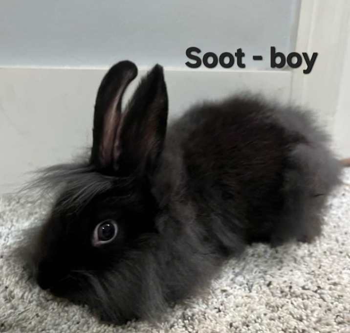 Photo of Soot