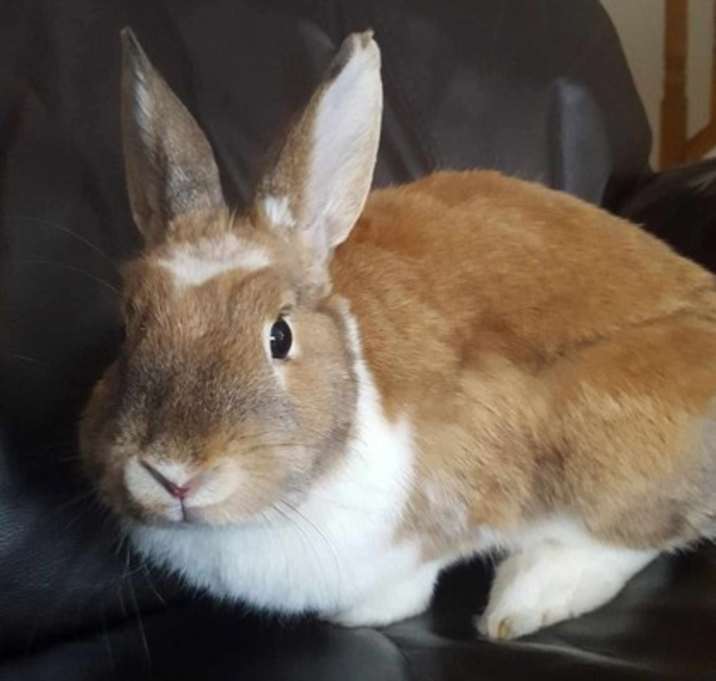 Photo of Mango