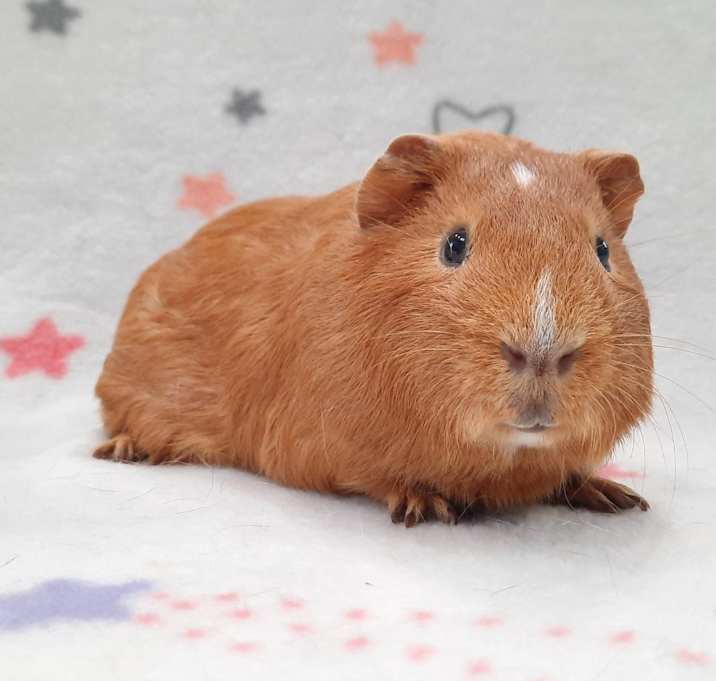 Photo of Jelly