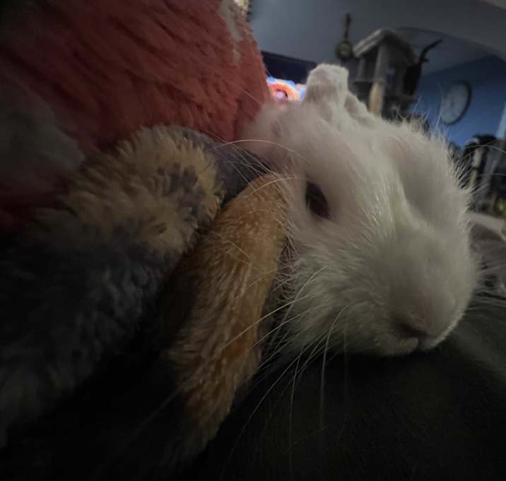 Photo of Cirrus