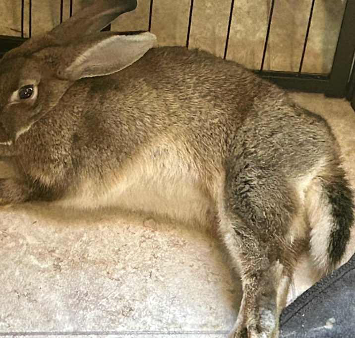 Photo of Willow