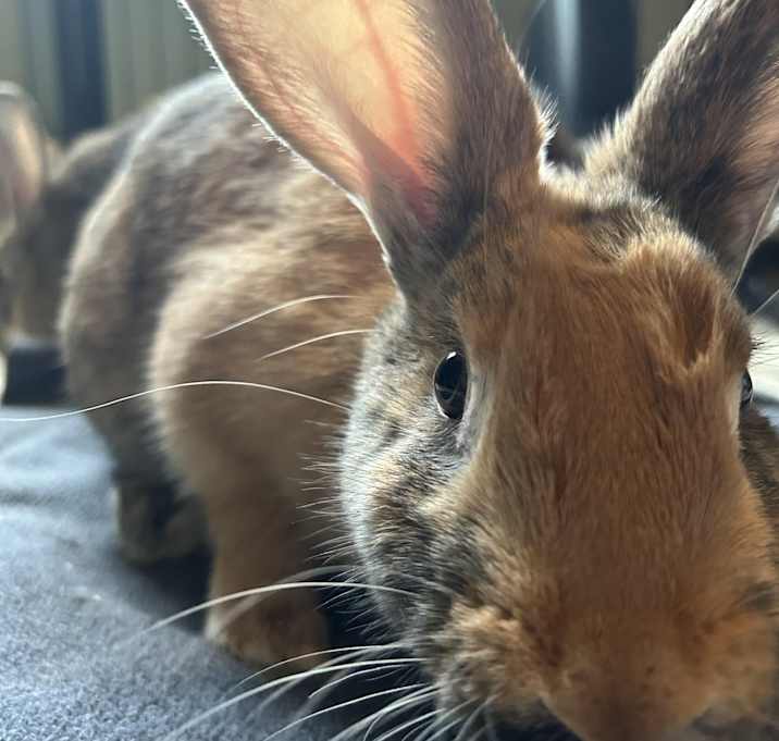 Photo of Butterscotch