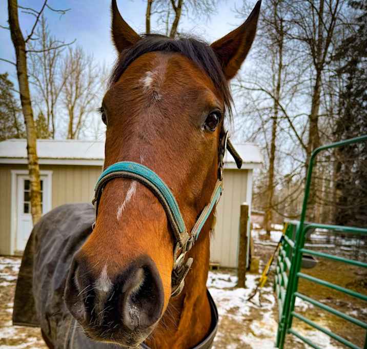 Photo of Duke The Noble Heart