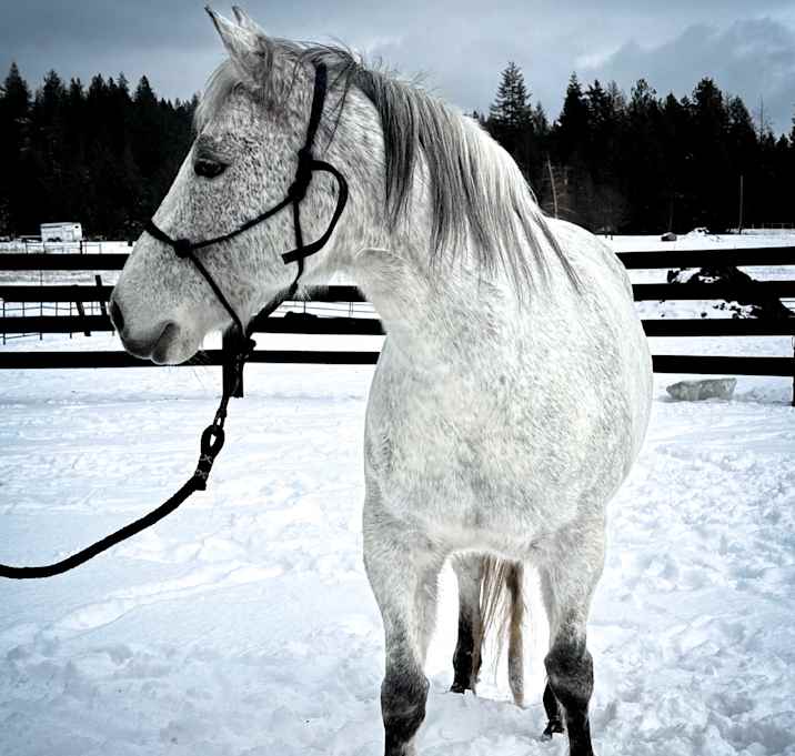 Photo of Gracie the Fearless