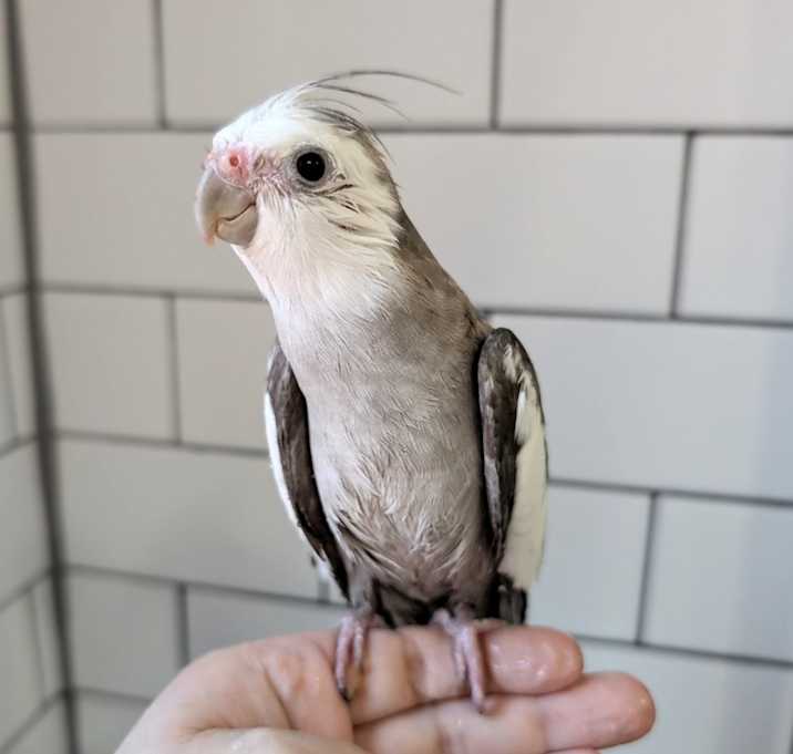 Photo of Legolas