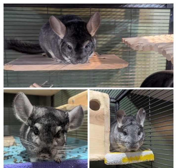 Photo of Klaus, Loki, and Pikachu