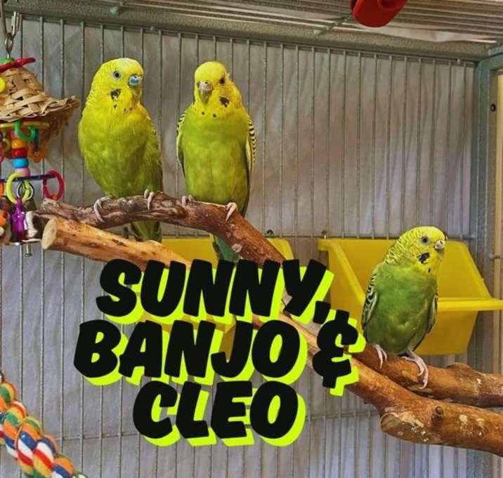 Photo of Banjo