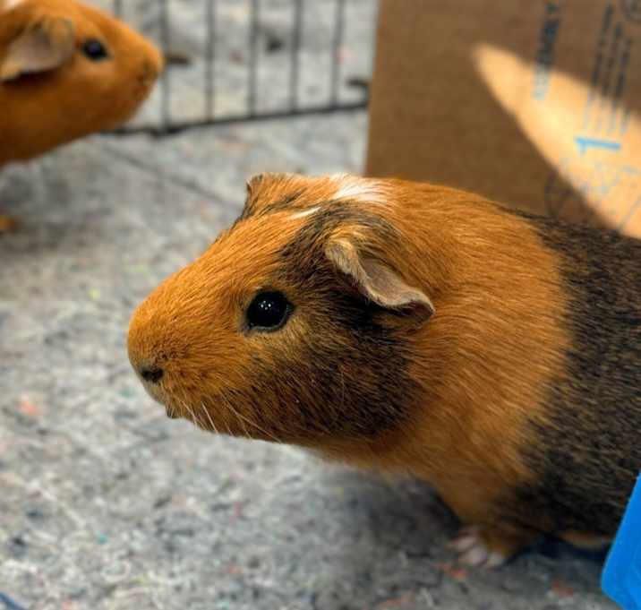 Photo of Hugsby