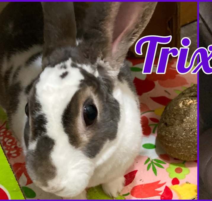 Photo of Trixie