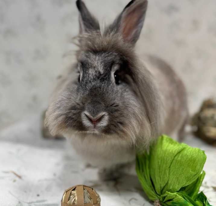 Photo of Yule