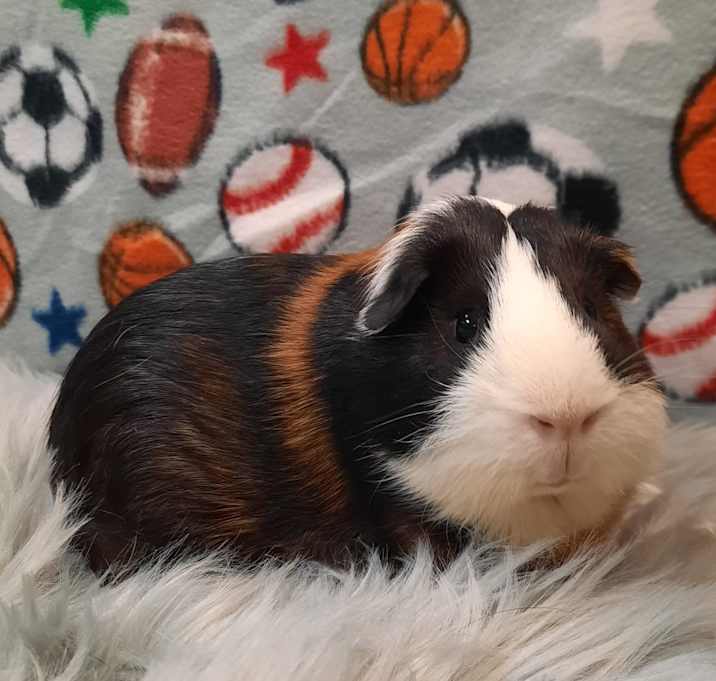 Photo of Jed