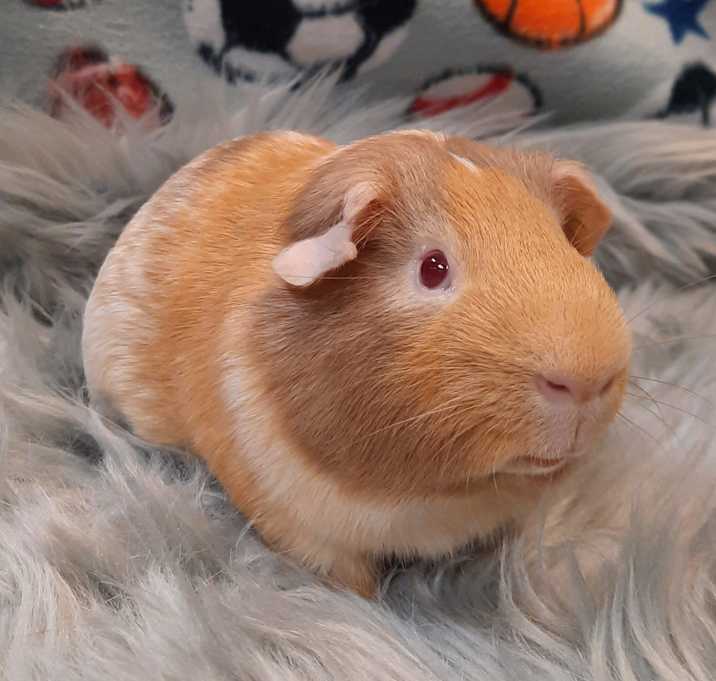Photo of Pooh