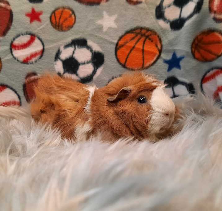 Photo of Ginger Bear