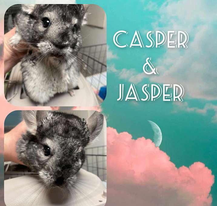 Photo of Jasper and Casper