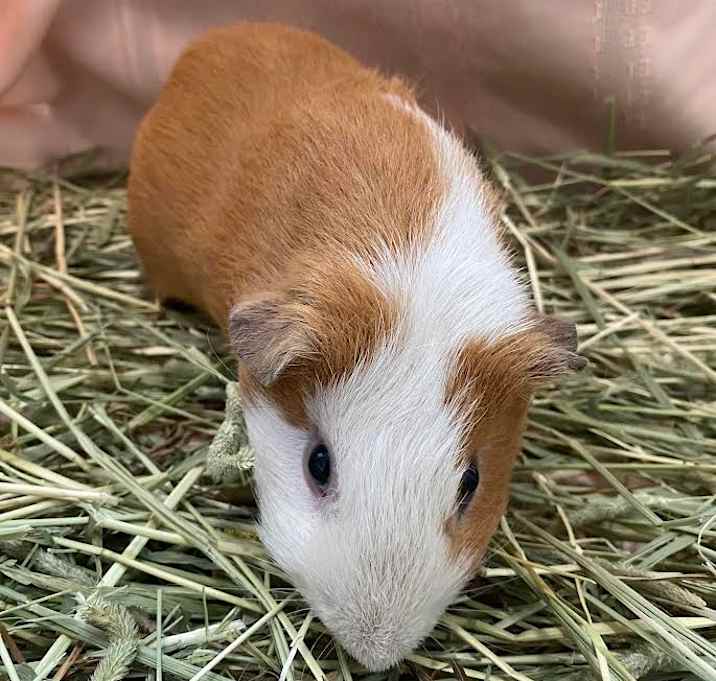 Photo of Bambiraptor