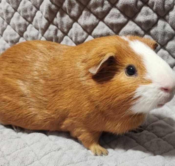 Photo of Oliver