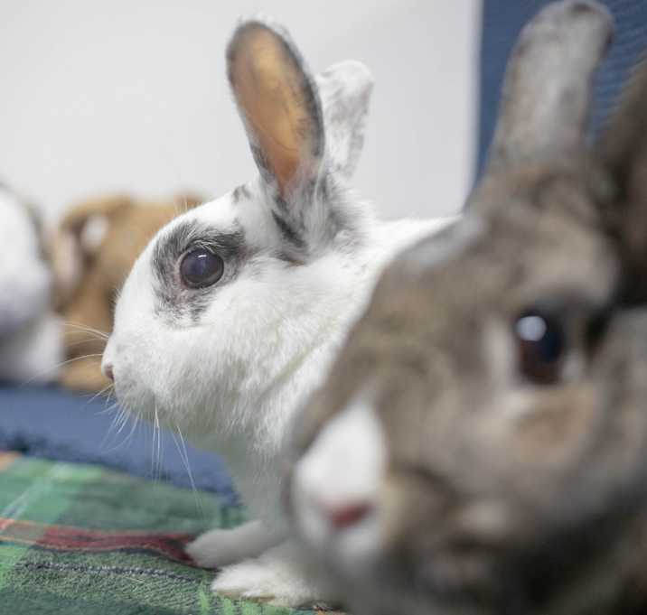 Photo of Pippa (bonded to Bowie)