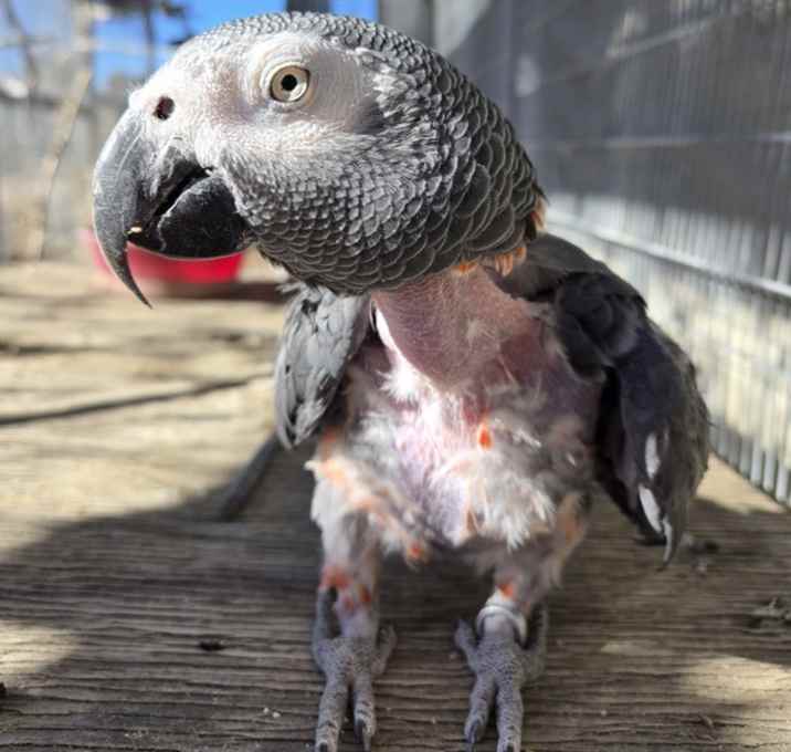 Photo of Taffy