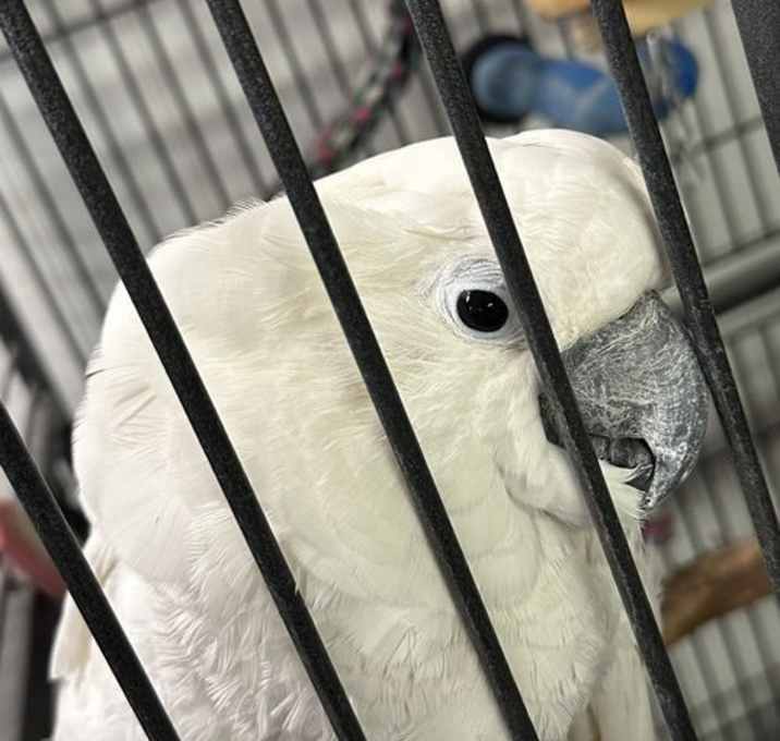 Photo of Casper