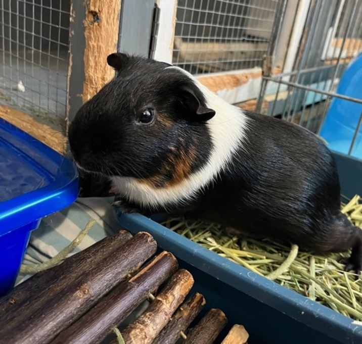 Photo of Ernie