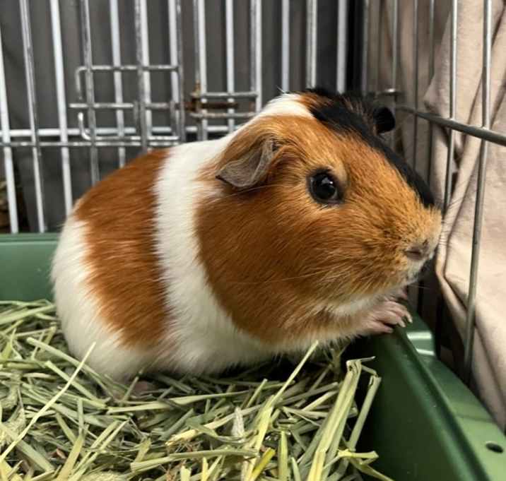 Photo of Bert