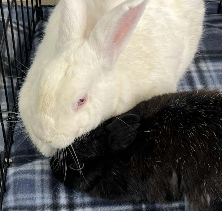 Photo of Bumble