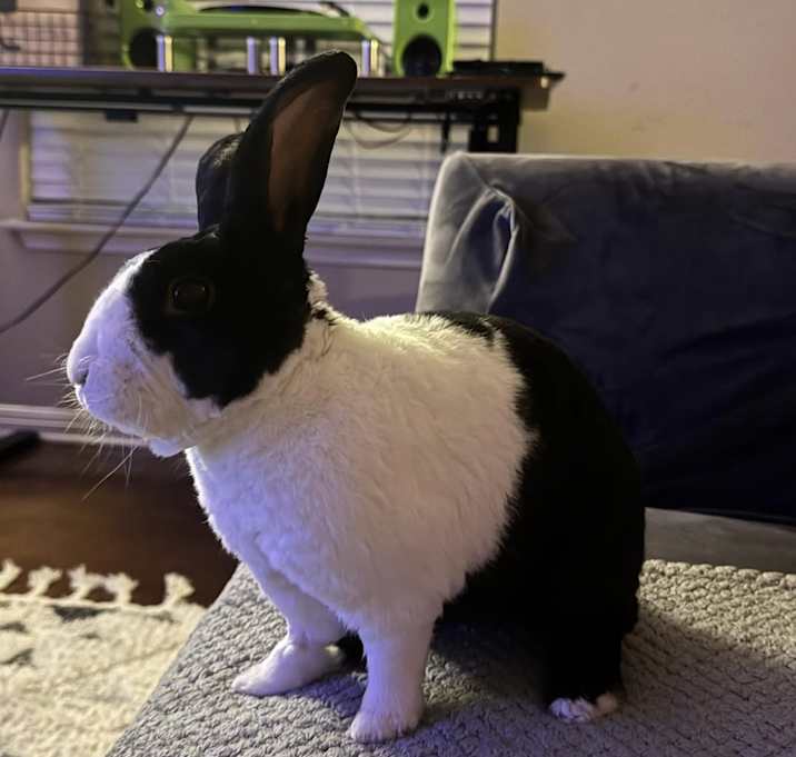Photo of Tux