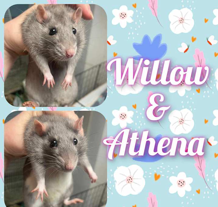 Photo of Athena and Willow
