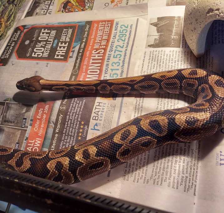 Photo of William Snakespeare