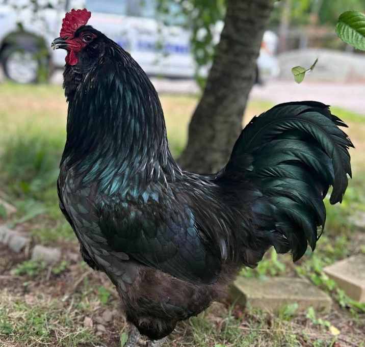 Photo of Peter the Rooster