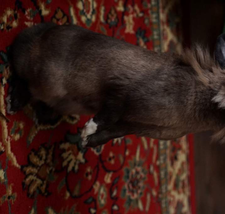 Photo of Challa