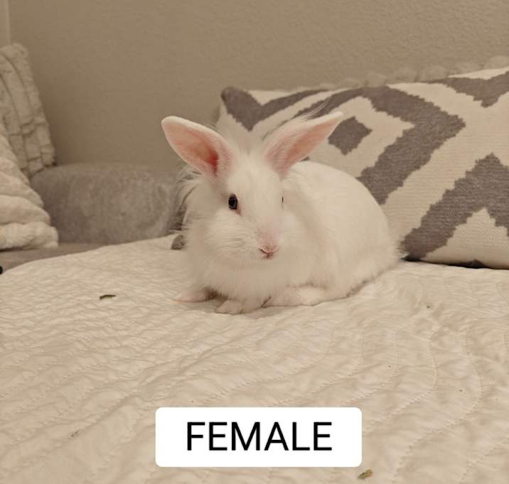Photo of Tuli2 Baby #2 - Callisto