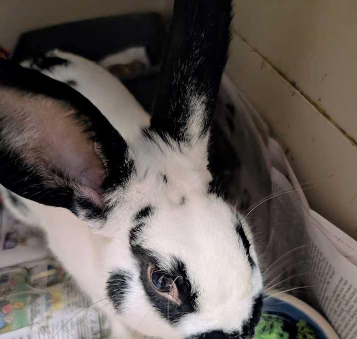 Photo of Bramble