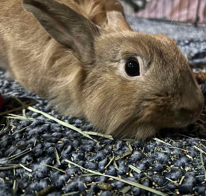 Photo of Sir Fluffington