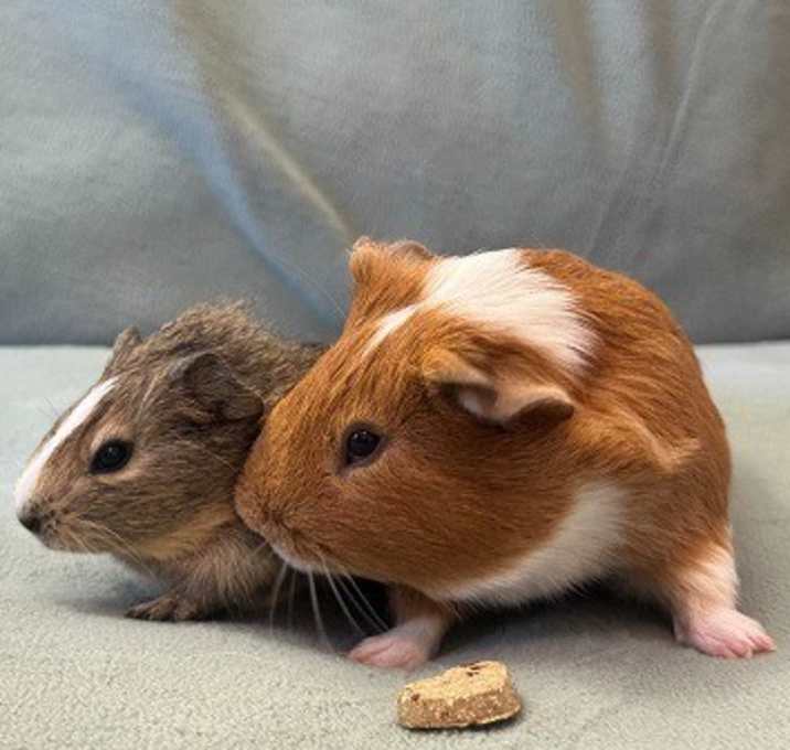 Photo of Wilbur & Cookie