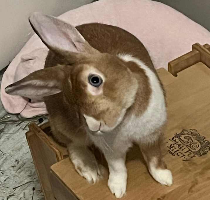 Photo of Atlas